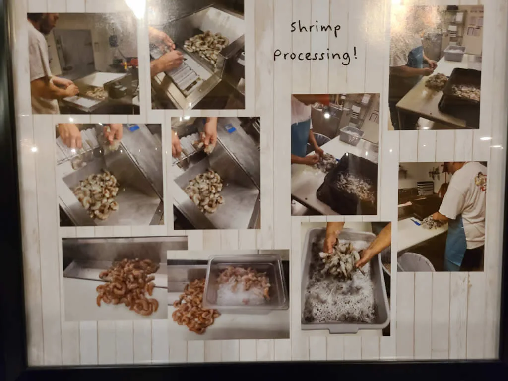 Collage of shrimp processing steps.